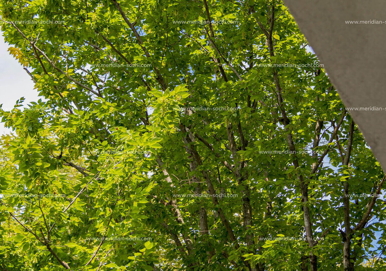 2 комнатный апартамент 70 м². Апартаменты Меридиан Сочи.